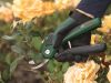 Секатор Bosch EasyPrune (0.600.8B2.102)